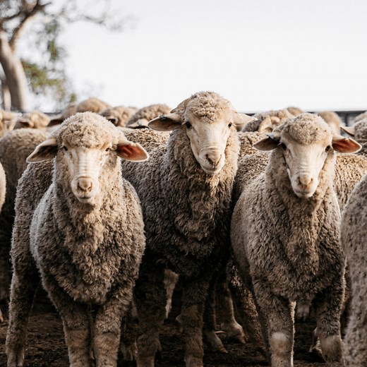National Sheep Health Monitoring Project