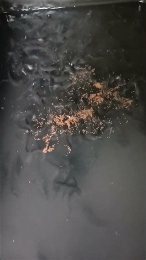 New fingerlings Catfish 05 #highlights #fish #fishing