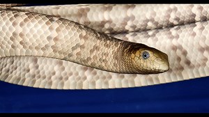 Man killed by rare sea snake bite off coast of Australia