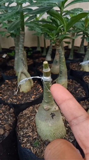 Tips for Successful Adenium Grafting