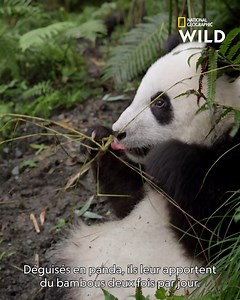 Pour nourrir les pandas, les soigneurs doivent leur ressembler mais aussi avoir la même odeur qu'eux ! Retrouvez Au cœur de l'Asie, tous les mardis à 20.45 sur National Geographic Wild, disponible avec Canal . | Nat Geo Wild France