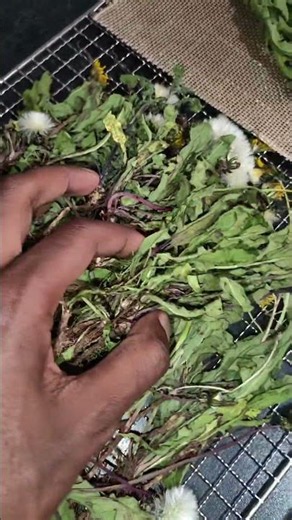 Dandelion Root & Leaf — The "Weed" Most People Pull Up and Bin