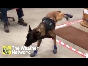 Police dog can't get used to his new winter booties