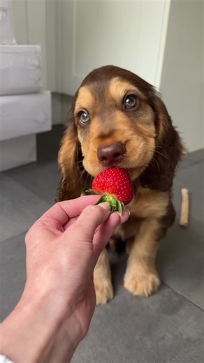 Finn's Adorable Love for Fruit as a Cocker Spaniel Puppy