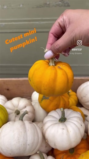 Get ready with us for the season! Whether you’re planning an elaborate dinner, celebrating the changing seasons, or kicking back with some friends, we have all of your seasonal favorites to #SavorTheSeason in the Markets now. What's in your Fall haul? | Bi-Rite Market | Facebook