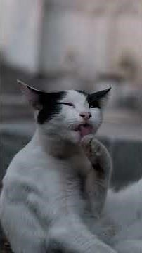 Why Do Cats Purr? The Science Behind the Sound