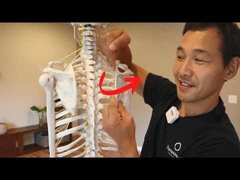 Fix "Winged Scapula": Achieve Strong and Stable Shoulder