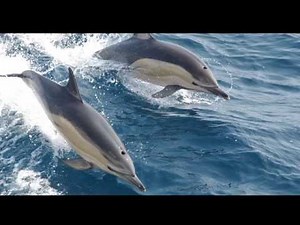 Sound of Dolphins