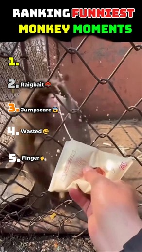 Ranking The Most Funny Monkey Fails!