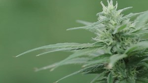 Numerous new laws take effect nationwide for 2020