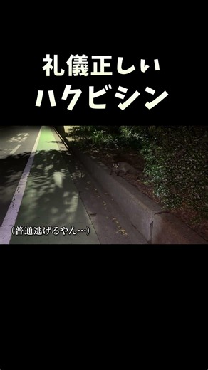 礼儀正しいハクビシン