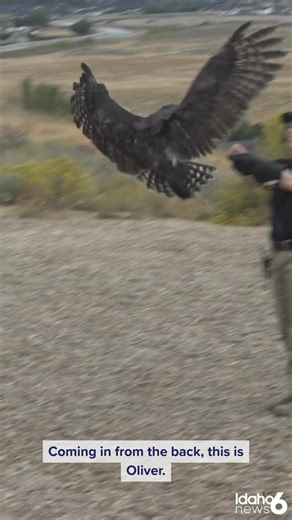 7.5K views · 98 reactions | Fall Flights at the World Center for Birds of Prey is in its 15th year, featuring raptors flying over the audience during live demonstrations!  The Peregrine Fund uses these shows to share information about raptor history, habitats, and conservation efforts. | Idaho News 6 | Facebook