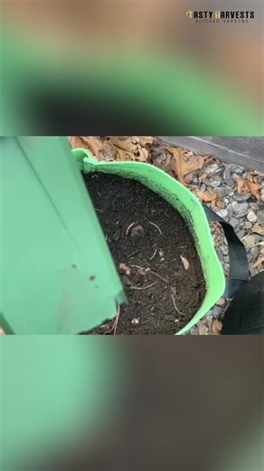 Gardening hack: Perfect hole for planting every time. Use a container for the easiest method. #GardeningTips #DIYGarden #Planting #GardenHacks #GrowYourOwn
