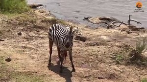 Zebra Slowly Loses Life after Guts are Torn Out