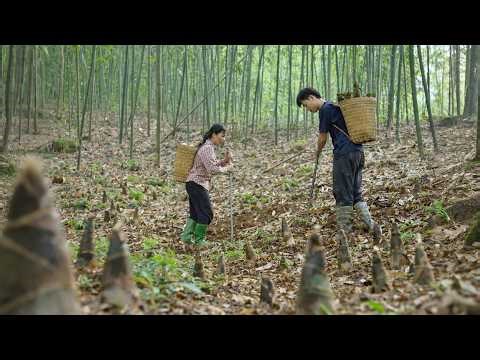 Searching for Bamboo Shoots in the Lush Bamboo Forest | A Simple Life in the Mountains.#trieulam