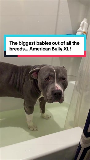 Weekly Paw Soak for Allergies: Caring for an American Bully