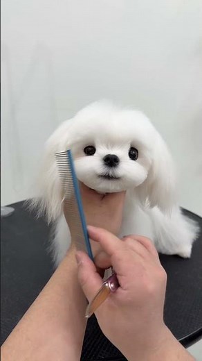 Pro Tips for Grooming a Maltese at Home (Step-by-Step) #dogtv