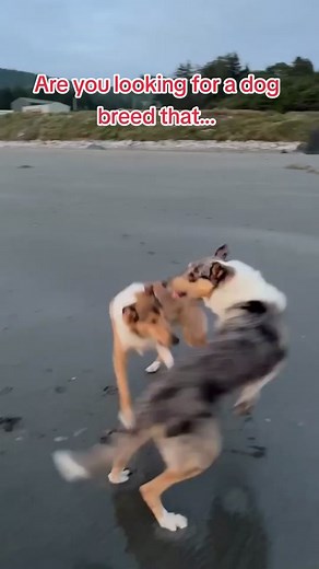 Collies are a perfect fit for so many people! Don't overlook the collie when you're looking for your next dog. #dogs #smoothcollies #roughcollies #showdogs #dogshow #thisisakc #collies #puppies #responsiblebreeder #ethicalbreeder #dogtok #collietok #collieclubofamerica #dogbreeds