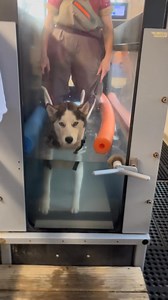 Husky House on Reels