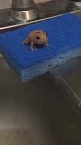 1.1M views · 8.2K reactions | ¡El famoso coqui de fregadero! Video por: Jorge Luis Mojica Hernandez | Callejeandopr | Facebook