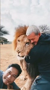 Lion King crying #lion #animals #lionking #wildlife #bigcat