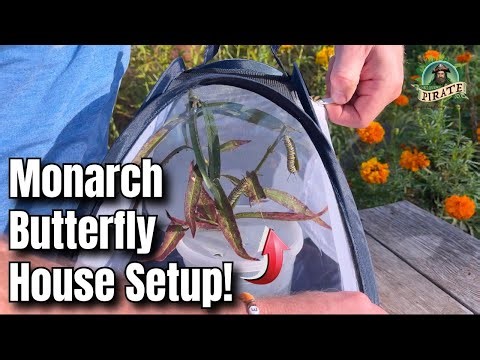 How to Set up Your Monarch Butterfly House - Step-by-Step for BEGINNERS!