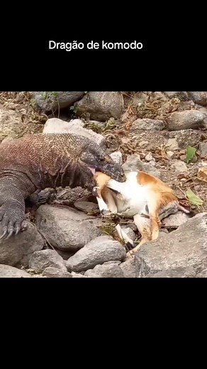 Dragão de komodo atacando. #dragaodekomodo #animalsurvival#selvagem #selvageriaanimal #animaisselvagens