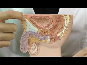 男性の骨盤・生殖器の構造を観察できる，卓上サイズの模型│H12