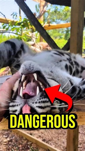 Why Do Leopards Eat in Trees? 🐆 | #shorts #leopard #animalfacts