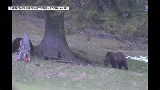 Niedźwiedzie w Zakopanem. Pojawiły się przy popularnym szlaku