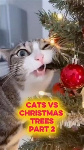 Cats vs Christmas Trees!!