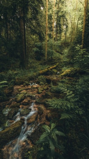 the enchanted black forest 🍃🫶… | 📍Black Forest / Germany | 📷 more forest vibes @giuliogroebert | #forest #nature #forestlover #naturelovers #forestvibes #creek #naturesounds | Giulio Groebert Photography
