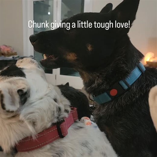 Storm learning how far she can push Chunk. He is so gentle with her 💙🐾💙 . . #rundownranch #rundownranchcattledogs #heeler #ACD #BlueHeeler #RedHeeler #HeelerLife #CattleDog #CattleDogs #CattleDogsofInstagram #CattleDogPuppiesofInstagram #CattleDogPuppies #CattleDogPuppy #HeelersofInstagram #ACDsofInstagram #Heelergram #CowDog #HeelerPuppy #HeelerPuppies #ACDPuppy #ACDPuppies #WhiteStorm #StormySkiesOvertheMountain #ChunkaMunk #DogLife | Rundown Ranch Cattle Dogs
