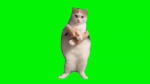 猫ミーム　踊る猫