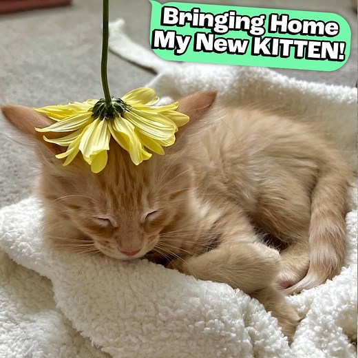 26K views · 282 reactions | Bringing Home My New KITTEN! | The Walsh Family | Facebook
