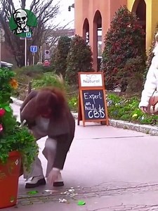 7Prank Bushman Part 15 #funny #funnyvideos #prank #prankbushman #scare #scareprank #prankvideo #fails #foryou #varil #bushman | Bushman Street