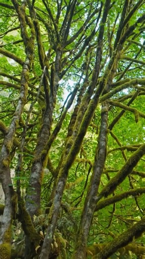 2.1K views · 12 reactions | Every mile is a memory shared, a moment that is magical. Bring the adventures of the outdoors alive in the Tiffin Open Trail! Follow us at Tiffin Adventure for more overlanding tips, community, and more. #overlandlife #familycamping #familycamp #familytravels | Tiffin Motorhomes | Facebook