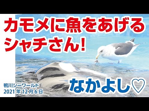 カモメに魚をあげるシャチさん！仲良しですね♡【2021年12月6日】Orcas at Kamogawa Sea World