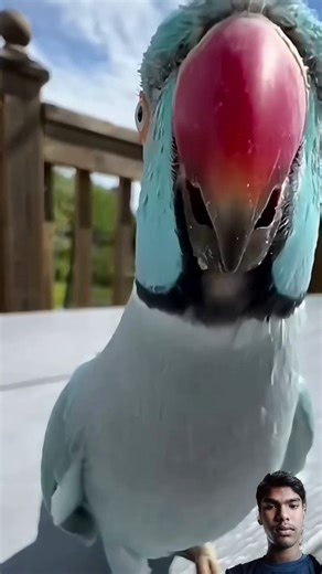 How does a parrot mimic human speech ? #trending #shorts #viral #ytshorts