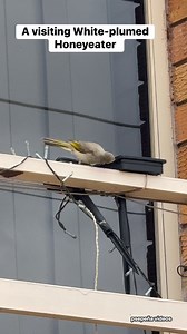 A visiting White-plumed Honeyeater #birdsofriverina #nativebirdsofaustralia #birdsofaus #bird #birdsofaustralia #australiannativebirds #honeyeaterbirds #citybirds #honeyeaters #wildbirds #australianhoneyeaters #birdsofgriffith # #highlights2025 #highlightseveryone #highlights #birdsoftheworld #nsw #australia #griffithnsw | Nature on the other Side