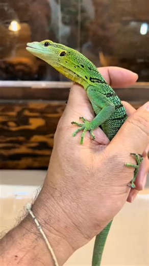Home For Reptiles on Instagram: "Introducing our stunning Green Tree Monitor an intelligent, alert, and absolutely mesmerizing arboreal beauty. With its vibrant emerald tones, sleek body, and curious personality, this monitor is truly a show-stopper. Well-started and thriving, this little climber loves to perch, explore, and observe everything around it. Green Tree Monitors are known for their high intelligence and active nature, making them perfect for experienced keepers who appreciate an inte