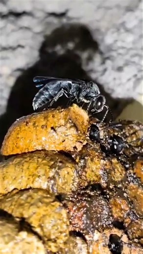 vulture bees #genus Trigona #meat honey #Stingless Bees #bee #insects #animals #naturesshade18