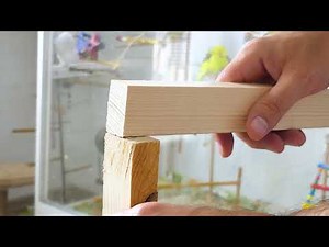 DIY Dreamland: Building a Giant Indoor Aviary for My Happy Budgies