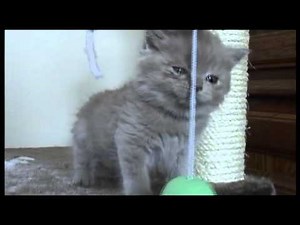 Ruby Cat - Reality Series #12 - Baby Ruby (Pt. 1)