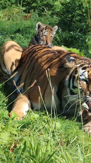 Come catch a glimpse of our adorable new Amur tiger cubs, the first to be born here at Knowsley Safari! See if you can spot them on the tiger trail as they explore their woodland home under the watchful eye of first time mum Yuki. Book online in advance for roarsome savings! | Knowsley Safari | Facebook