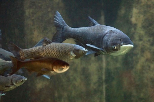 These Invasive Carp Are Getting a New Name So Americans Will Eat Them