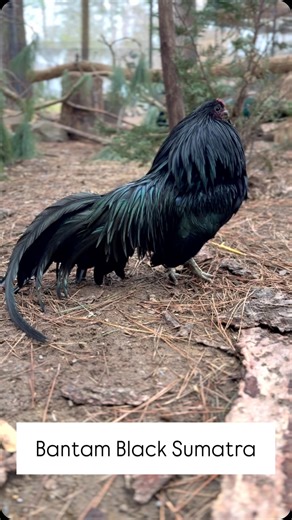 5.7K views · 348 reactions | Soleh the bantam black Sumatra rooster~ he’s got so much color hidden in those black feathers! They absolutely glow  green on overcast days. #bantamblacksumatra #bantamsumatra #sumatrachicken #hotoffthenest #chickensofinstagram | Hot Off The Nest | Facebook