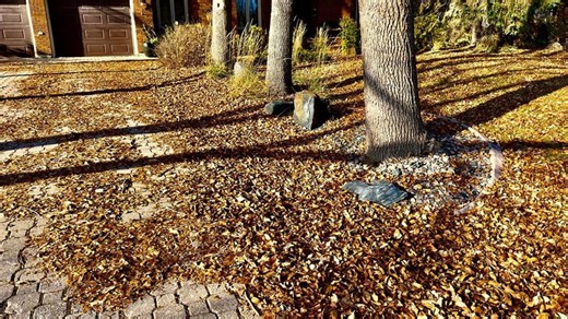 Rake it or leave it? Here's why you may just want to leave your leaves where they fall