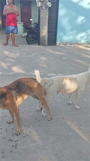 Dog Mating #dog