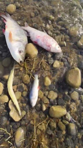 #fishing #bigcatfeverrods #funny #fish #carpfishing #carp #कटल #nature #bassfishing #villagelife